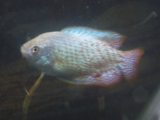 Gourami Hole.jpg