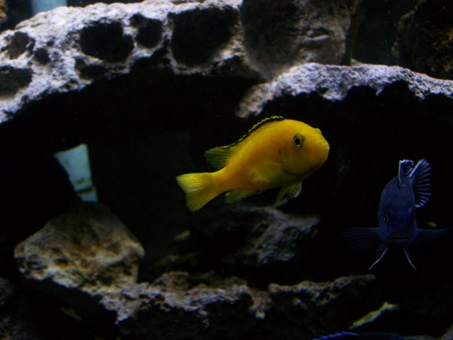 100_2433.JPG
