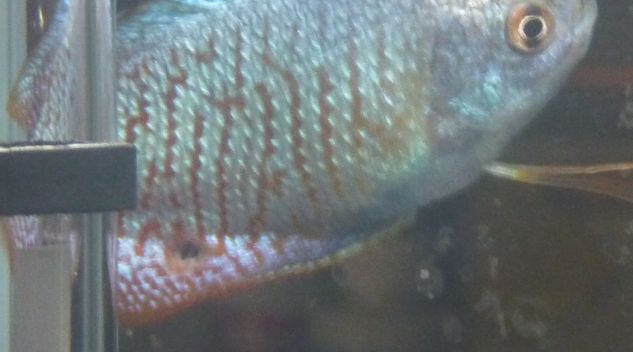 Gourami Lesion 1.jpg