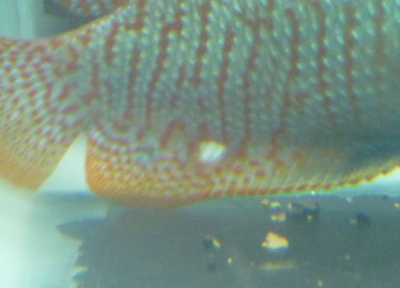 Gourami Lesion 2.jpg