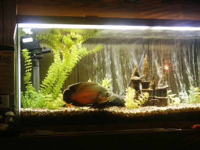 fish 057.jpg