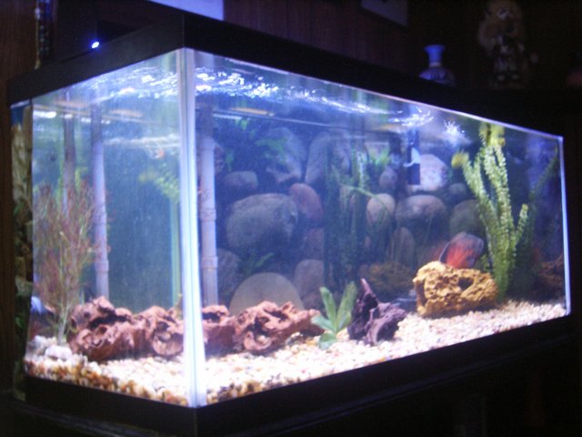 fish 070.jpg