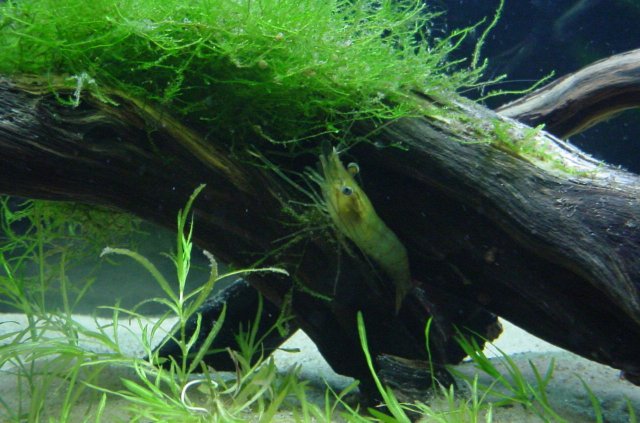 Shrimp 11 07 2009 008.JPG