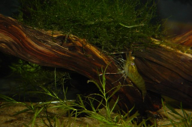 Shrimp 11 07 2009 009.JPG