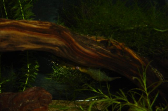 Shrimp 11 07 2009 010.JPG