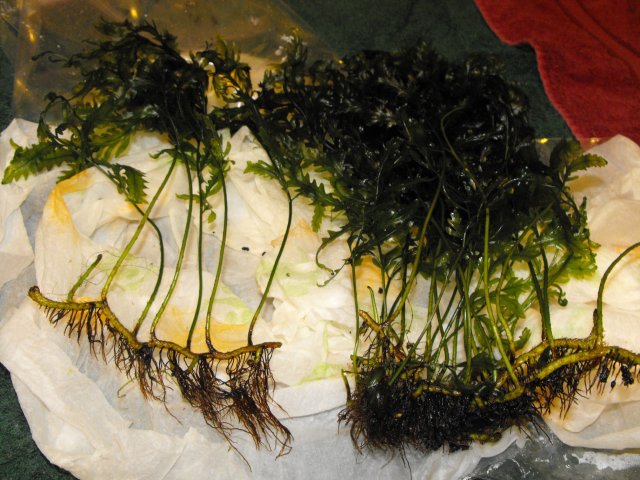 November 2009 046.jpg