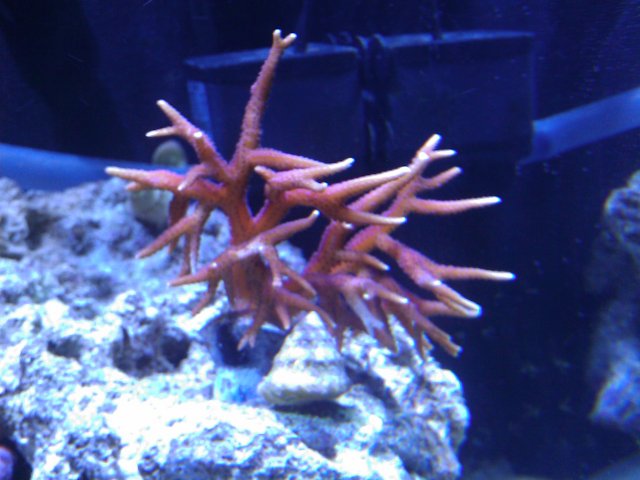 Phone Pictures 126.jpg