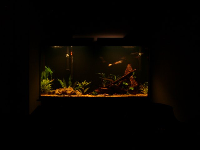 1 tank before.JPG