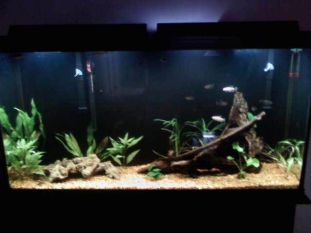 big Tank new lights.jpg