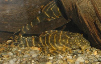 Pleco Id Please Aquariacentral Com