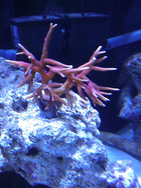 Phone Pictures 020.jpg