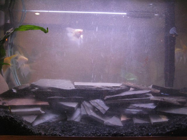Tanks 2.5 Years Aqua Scape.JPG Tanks 2.5 Years Aqua Scape.JPG