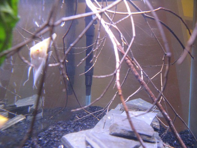 IMG_0011.JPG