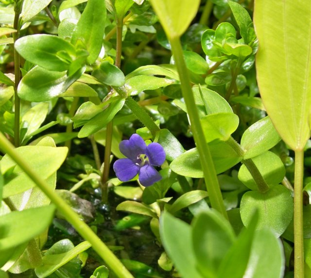Jungle 01.jpg