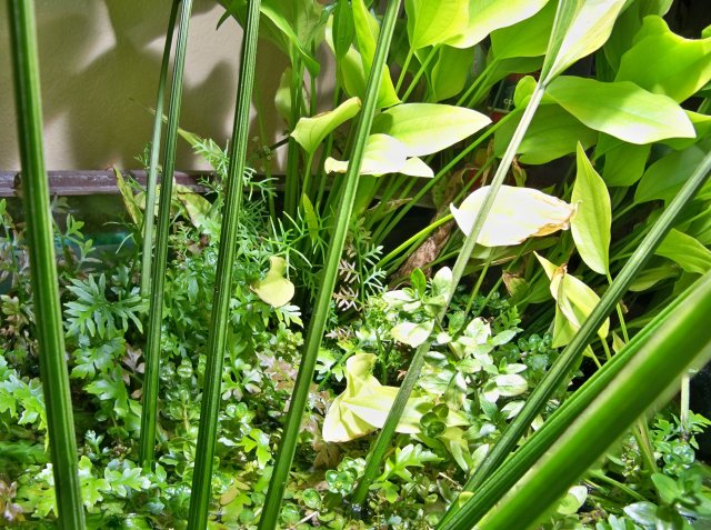 Jungle 04.jpg