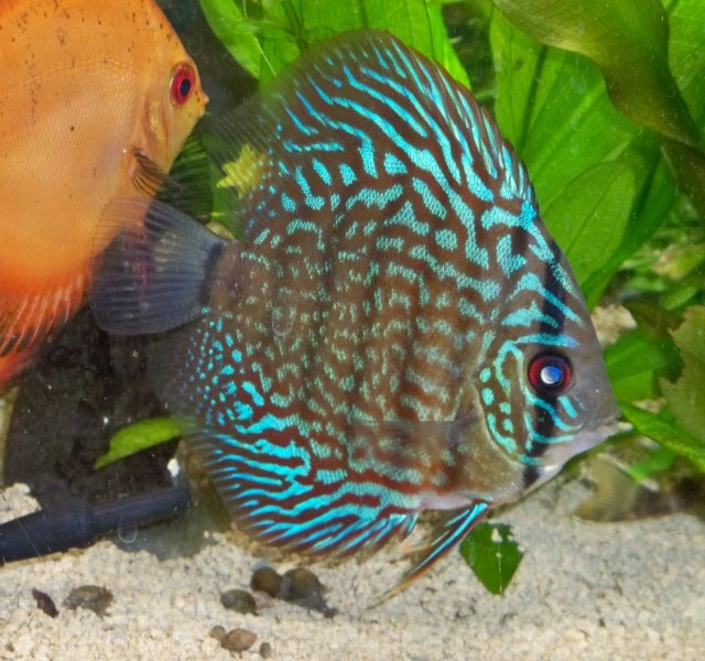 Discus 01.jpg