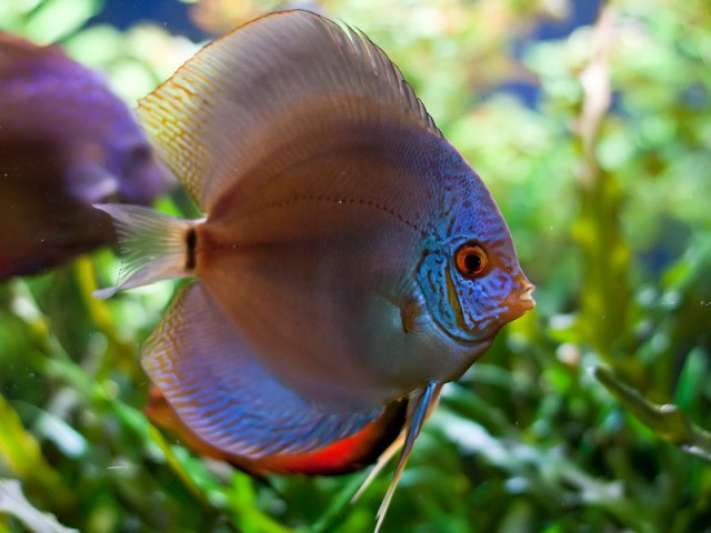 discus004.jpg