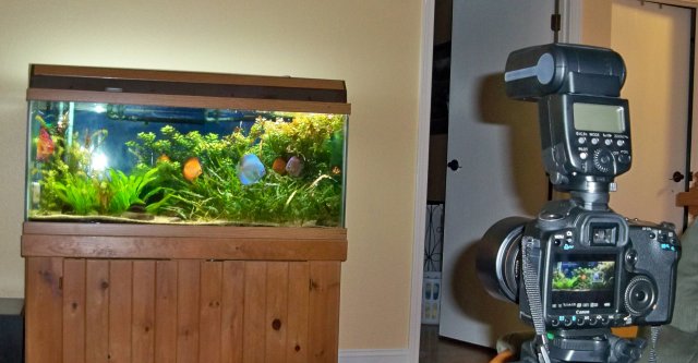 Aquarium Picture.jpg Aquarium Picture.jpg