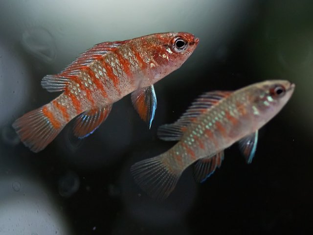 scarlet002.jpg