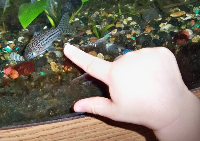 This is a cory.jpg This is a cory.jpg