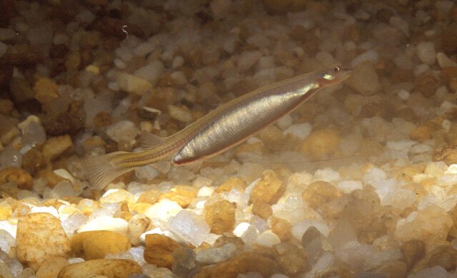 candiru.jpg