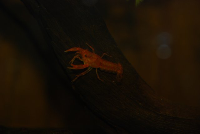 honey, hatchet, habrosus 2 014.jpg honey, hatchet, habrosus 2 014.jpg