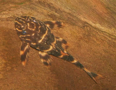 clownpleco.jpg