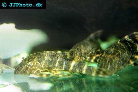 clown-pleco 2.jpg