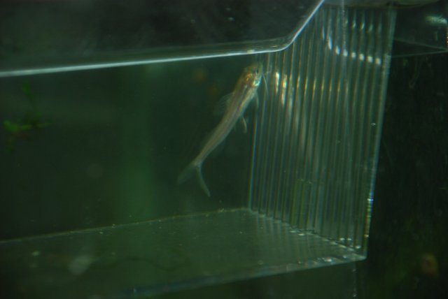 catfish contaminant 019.jpg