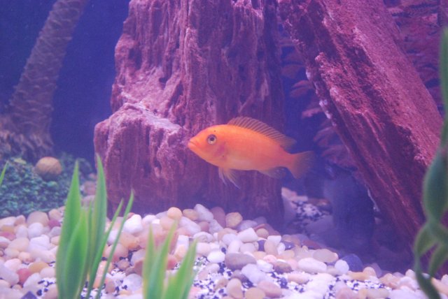 Our African Cichlid Tank 90GL 004.JPG
