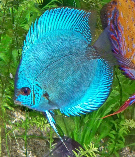 Discus 02.jpg