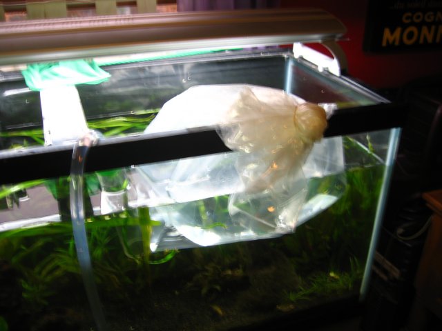 old old tank 1023.jpg