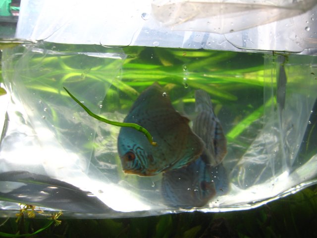 old old tank 1024.jpg