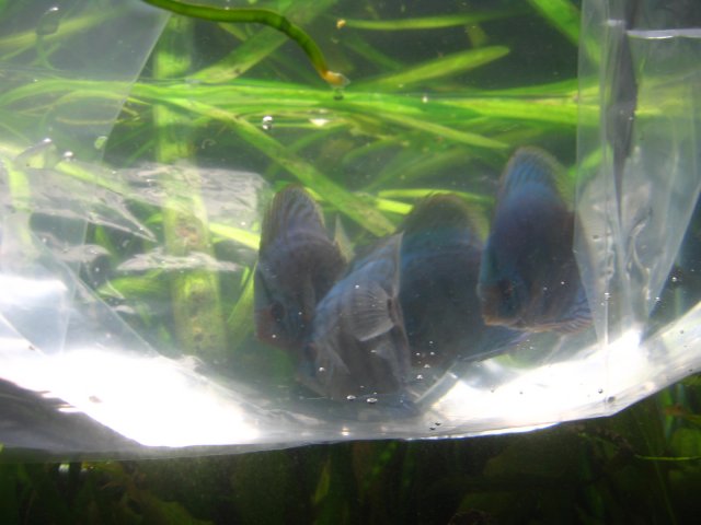 old old tank 1028.jpg