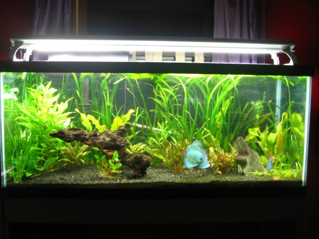 old old tank 1070.jpg