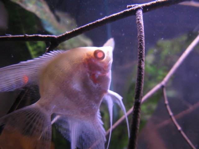 IMG_0008.JPG