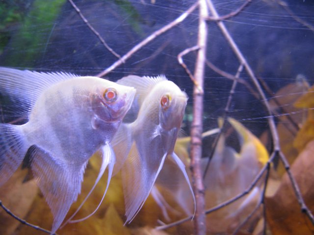 IMG_0004.JPG