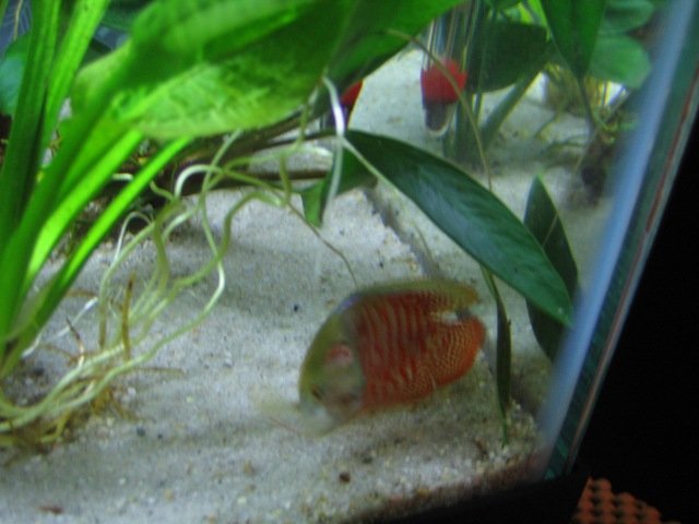 pet0007.JPG
