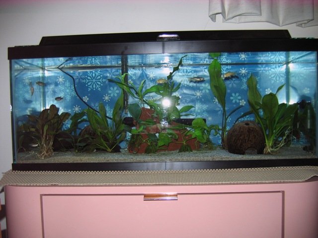 pet0001.JPG