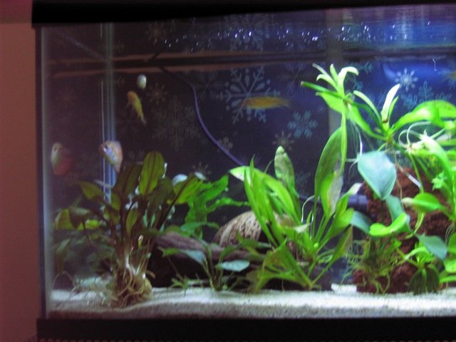 pet0005.JPG