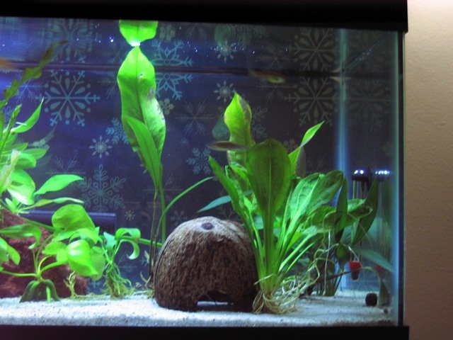 pet0007.JPG