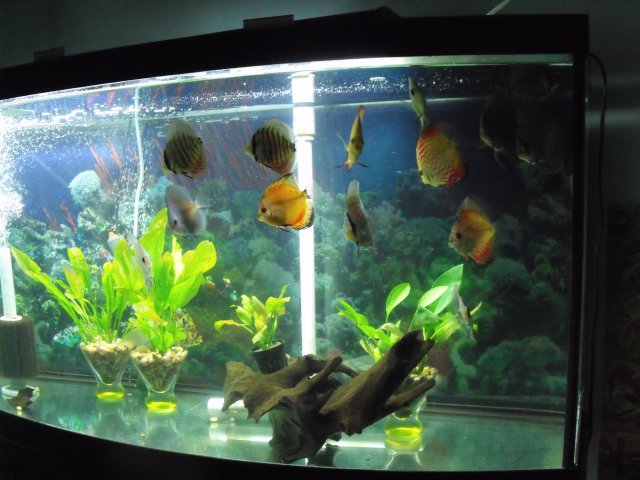 discusfeeding1102090001.JPG
