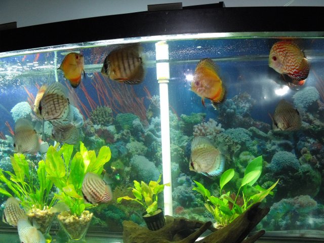 discusfeeding1102090005.JPG discusfeeding1102090005.JPG