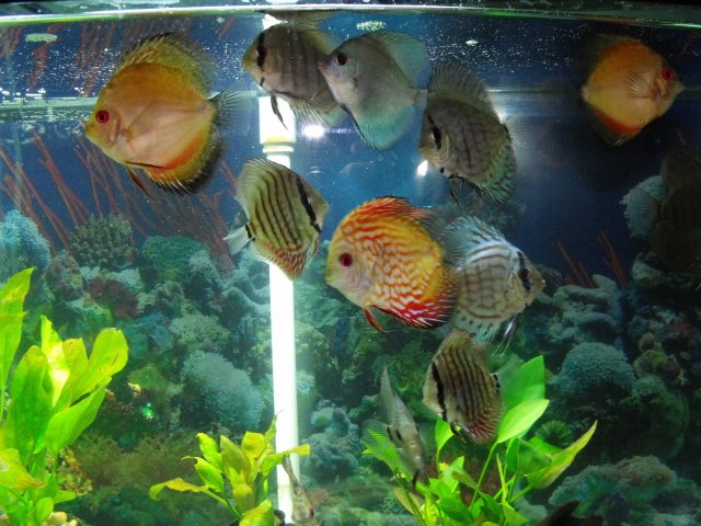 discusfeeding1102090009.JPG