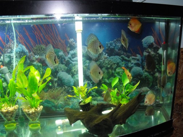 discusfeeding1102090007.JPG