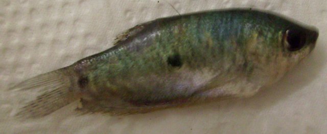 S7300244.JPG