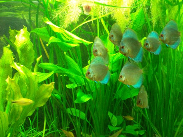 discus 10-25 016.JPG