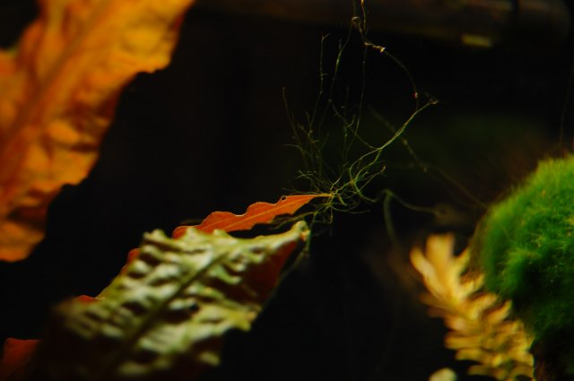 DSC_0089.JPG