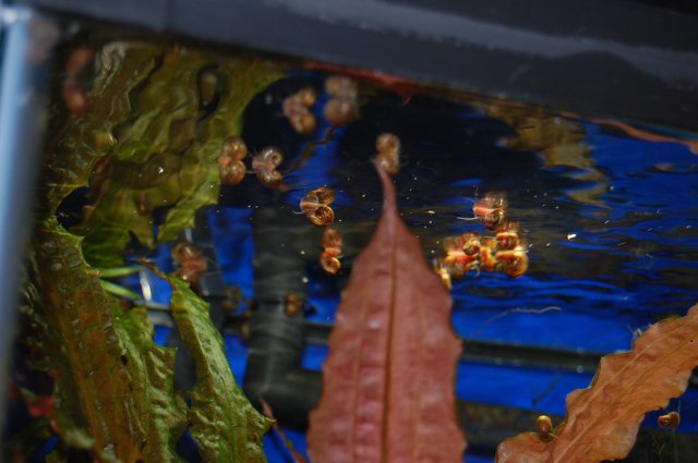 DSC_0130.JPG