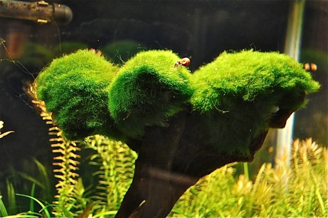 moss branch.jpg